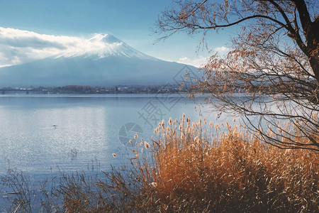 秋天川口湖周围的藤山风景具有追溯效果图片