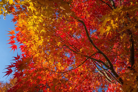 蓝色天空下有多彩秋叶的美丽树图片