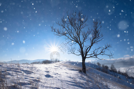 冬雪山顶的孤单大树图片
