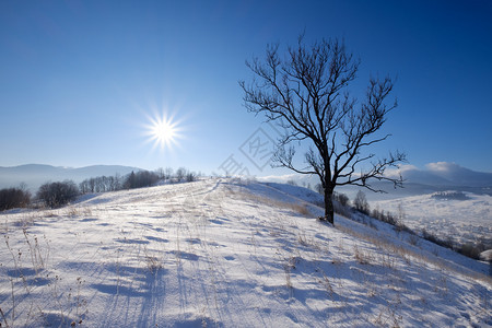 冬雪山顶的孤单大树图片