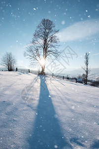 冬雪山顶的孤单大树图片