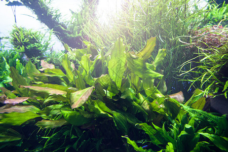 泼水绿草水族馆海洋绿草背景