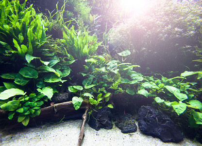 泼水绿草水族馆海洋绿草背景