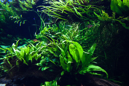 泼水绿草水族馆海洋绿草背景