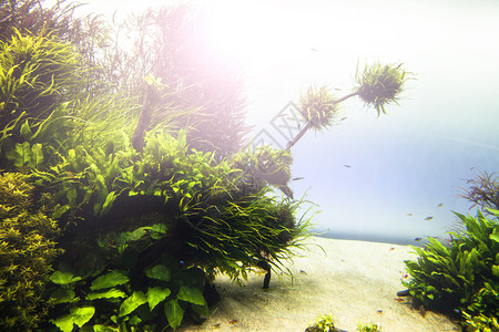 泼水绿草水族馆海洋绿草背景