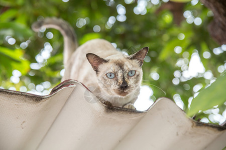 在屋顶上的猫图片