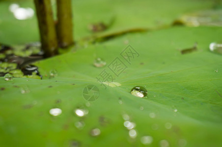 绿叶百合和水滴白天在莲花叶上滴水有选择焦点雨高清图片素材