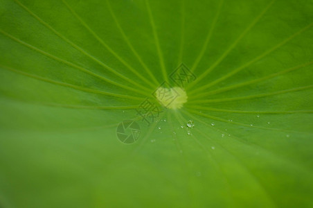 绿叶百合和水滴白天在莲花叶上滴水有选择焦点雨滴高清图片素材