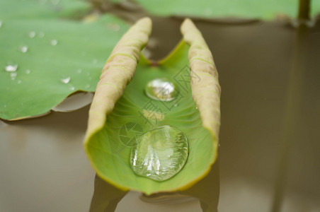 绿叶百合和水滴白天在莲花叶上滴水有选择焦点花的高清图片素材