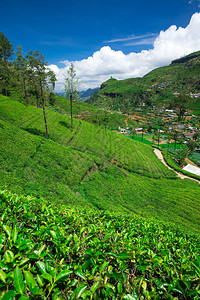 茶叶种植园自然背景图片