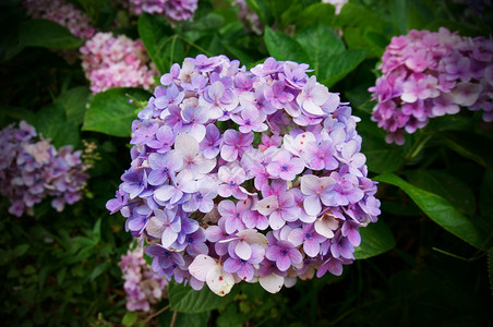 Hydrangea大型植物花的背景图片