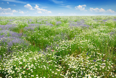 图片田覆盖了草地熏衣菊花和其他朵图片