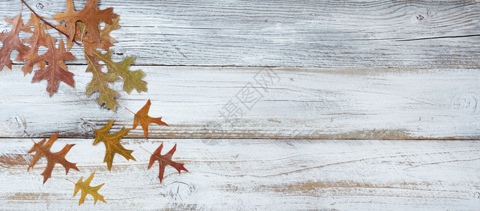 从生锈的白木板树枝上掉下来的季节橡皮叶装饰图片