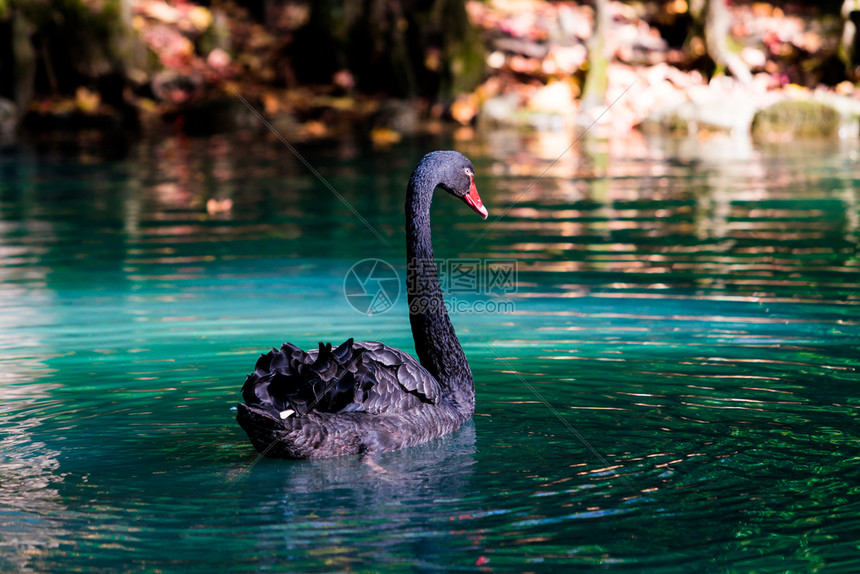 黑天鹅在池塘里图片