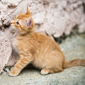 红小猫有趣的咪图片