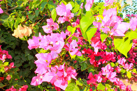 夏季粉红色花朵夏季粉红色花朵在阳光照耀的花园里生长图片