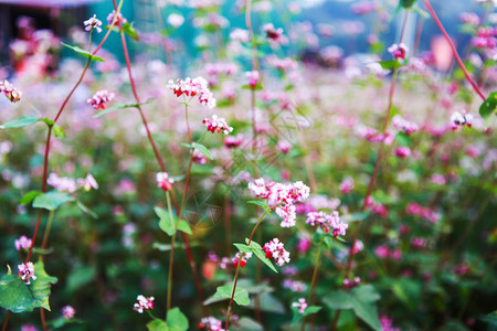 鲜热花山丘图片