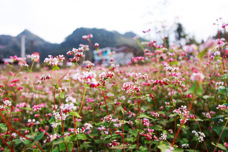 鲜热花山丘图片