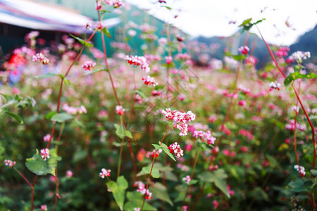 鲜热花山丘图片