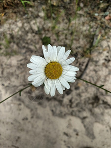 Cammile花朵与沙地背景花卉与沙地背景质图片