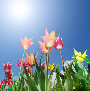 阳光明媚的一天色彩多的郁金香田图片