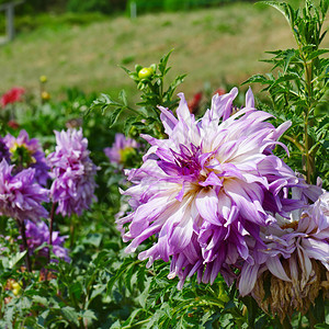 夏日公园花床上的光紫罗兰大丽亚集中关注花朵浅的田野深处图片