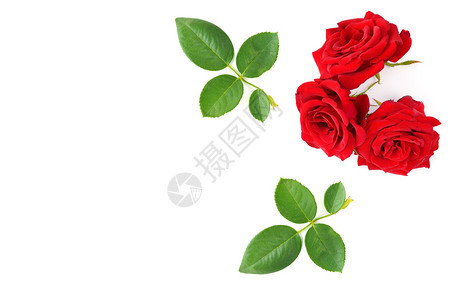白色背景上隔离着绿叶的红玫瑰顶部视图文本空闲间图片