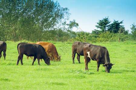 牛在草地上夏牧场中图片