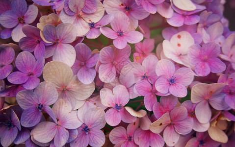 Hydrangea大型植物花的背景图片