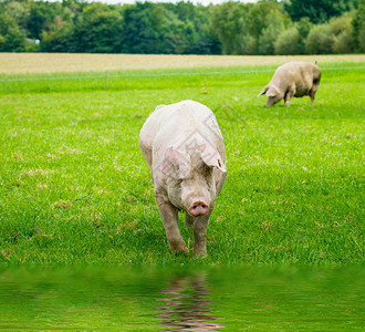 猪在绿色草地上跑猪在有机生物农场上吃草图片