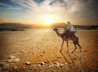 通过沙漠骑骆驼的贝都因人图片