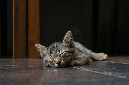 猫咪躺在木地板上图片