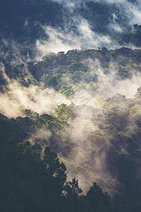 热带雨林图片