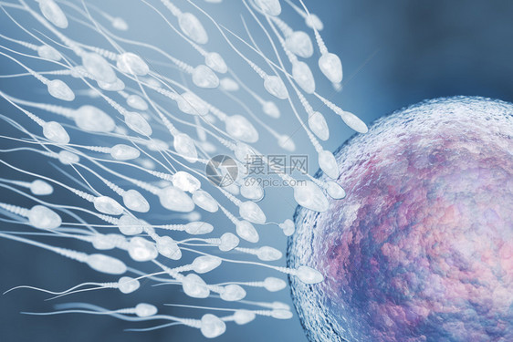 精子和蛋细胞说明3D插图图片