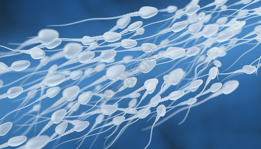 人类精子流3D切入蛋的插图图片