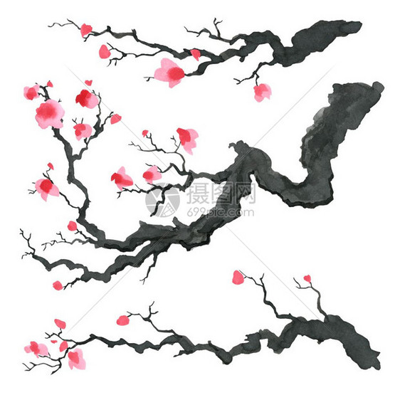 日本绘画风格的樱树传统美丽的水彩手画图日本风格的樱树水彩画图图片