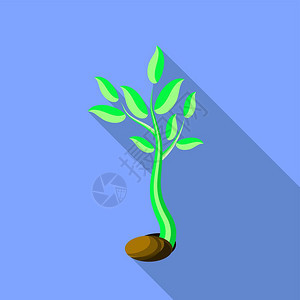 植物生长小绿色种子树苗小绿色种子树苗种子树图片