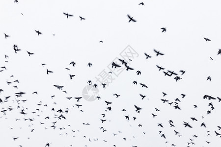 黑乌鸦羊群在天空中飞翔图片