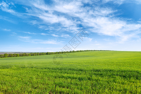 绿色家居绿春小麦田和有白云的蓝天空背景