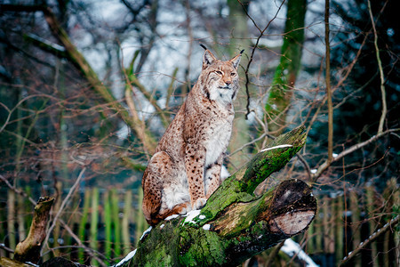 Lynx欧亚野猫户外的高清图片素材