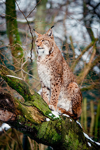 Lynx欧亚野猫欧洲高清图片素材