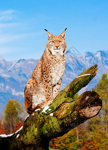 Lynx欧亚野猫哺乳动物高清图片素材
