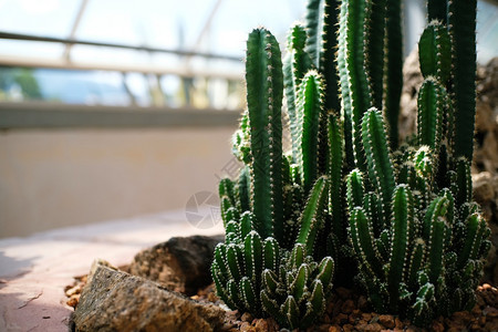 花园中美丽的suculants和仙人掌植物图片