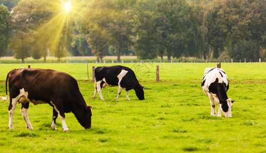 牛在草地上图片