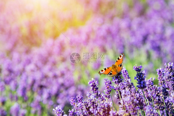 蝴蝶坐在熏衣草花上温暖的阳光自然背景图片
