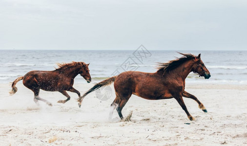 两匹棕色马在海边快速跑动图片