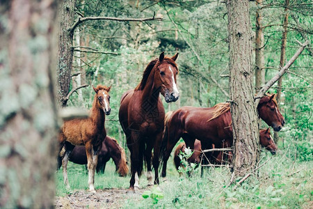 一群棕色马在绿林中行走野马自然和动物棕色马群在绿林中行走图片