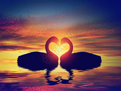 两只天鹅在日落时做心脏形状情人节白天浪漫的概念两只天鹅在日落时做心脏形状情人节图片