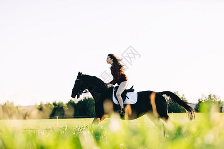 海湾马女孩骑着海马冲穿田野动物和自然骑着马背景