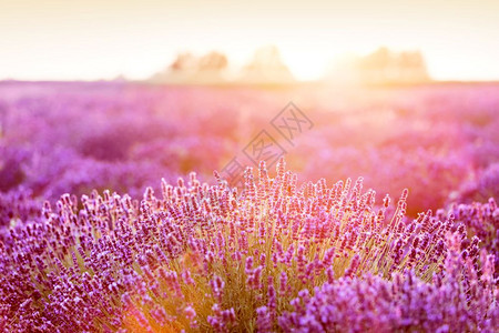 日落时的紫色花田温暖的阳光图片